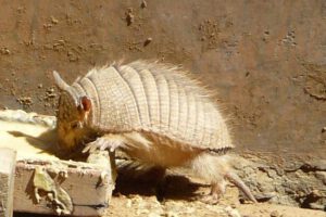 Quirquincho andino declarado Patrimonio Natural de Bolivia