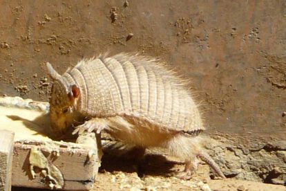 Quirquincho andino declarado Patrimonio Natural de Bolivia