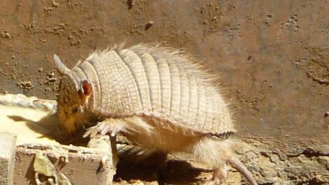 Quirquincho andino declarado Patrimonio Natural de Bolivia