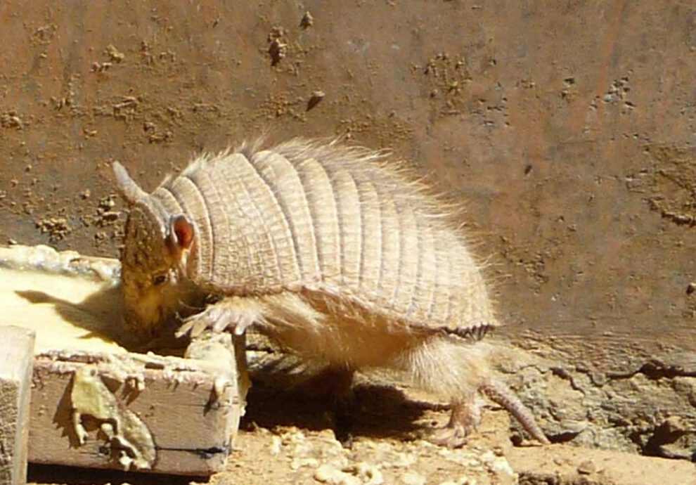 Quirquincho andino declarado Patrimonio Natural de Bolivia