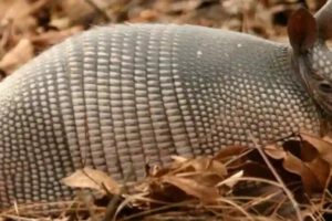 Quirquincho Andino en peligro de extinción