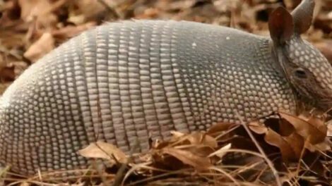 Quirquincho Andino en peligro de extinción
