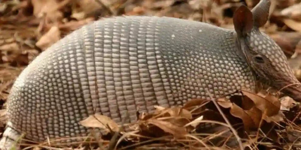 Quirquincho Andino en peligro de extinción