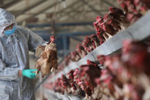 Gripe aviar H3N8 reportada en humanos por el Ministerio de Salud de China