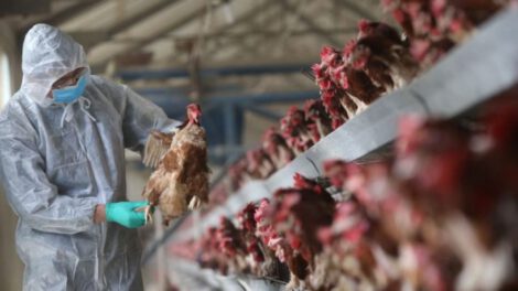 Gripe aviar H3N8 reportada en humanos por el Ministerio de Salud de China