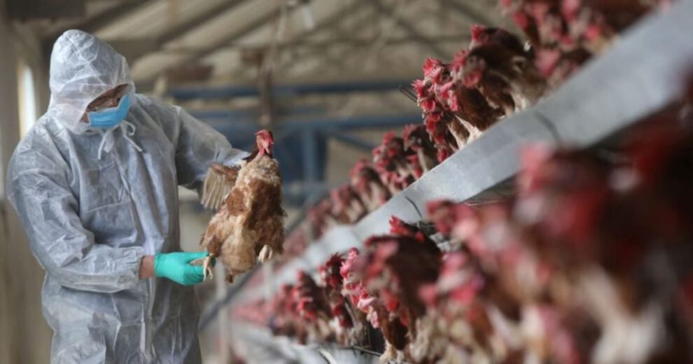 Gripe aviar H3N8 reportada en humanos por el Ministerio de Salud de China