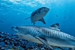 Extinción masiva de vida marina por calentamiento global