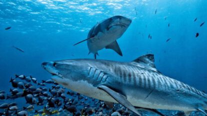 Extinción masiva de vida marina por calentamiento global