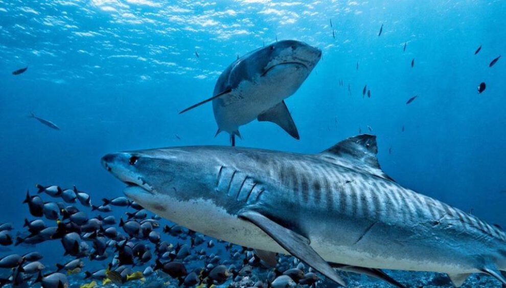 Extinción masiva de vida marina por calentamiento global