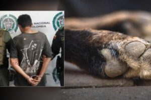 Maltrato animal en Santa Rosa de Cabal