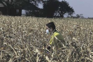 Falta de maíz en el país debido a la sequía