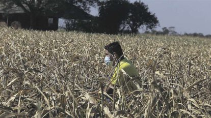 Falta de maíz en el país debido a la sequía
