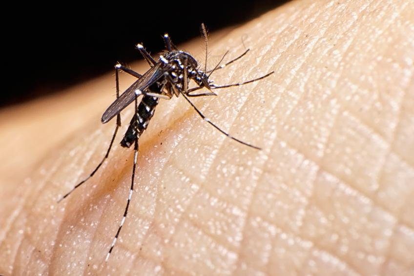 Sedes insta a la vacunación contra la fiebre amarilla