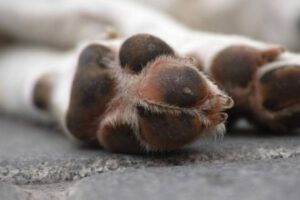 Biocidio en Bolivia: 47 animales asesinados de forma cruel