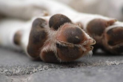 Biocidio en Bolivia: 47 animales asesinados de forma cruel