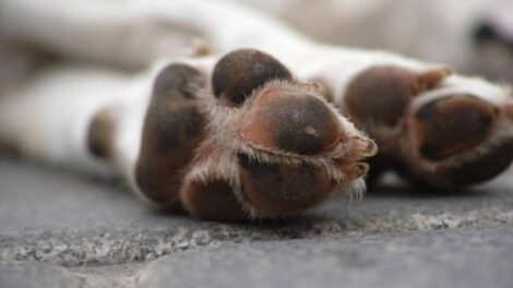 Biocidio en Bolivia: 47 animales asesinados de forma cruel