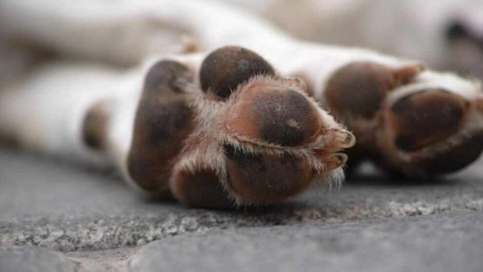 Biocidio en Bolivia: 47 animales asesinados de forma cruel
