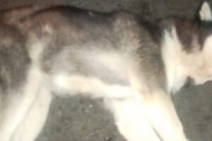Huskie muerto en La Paz