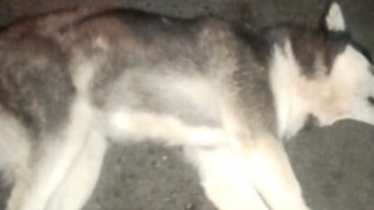Huskie muerto en La Paz