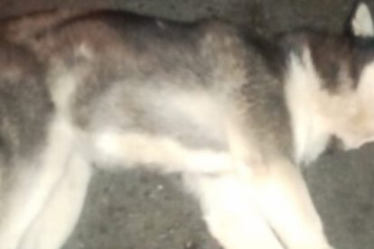 Huskie muerto en La Paz