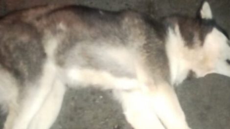 Huskie muerto en La Paz
