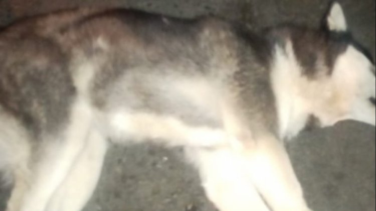Huskie muerto en La Paz