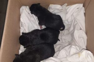 Rescate de cachorros en Sucre