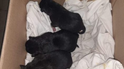 Rescate de cachorros en Sucre