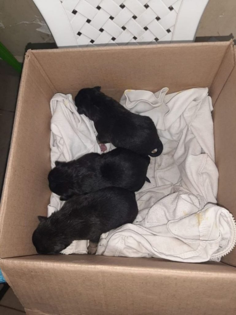 Rescate de cachorros en Sucre