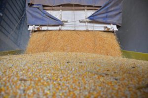 Desabastecimiento de maíz en Bolivia