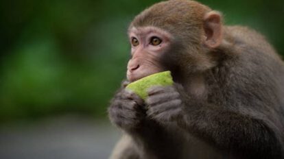Viruela del mono en España