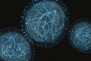 Imagen de referencia sobre el virus símico
