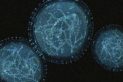 Imagen de referencia sobre el virus símico