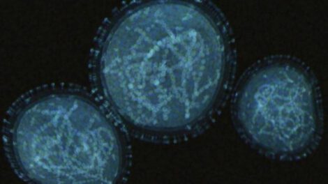 Imagen de referencia sobre el virus símico