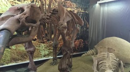 Yacimiento paleontológico de mamíferos gigantes en Tarija