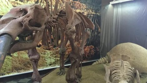 Yacimiento paleontológico de mamíferos gigantes en Tarija