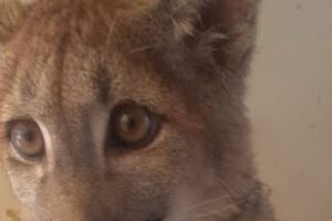 Contagio de hongos por puma Nuna en La Paz