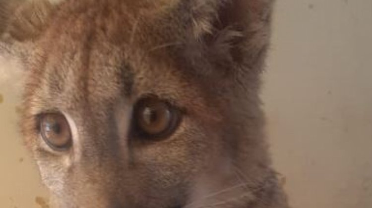 Contagio de hongos por puma Nuna en La Paz