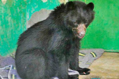 Oso Ajayu tras su rescate
