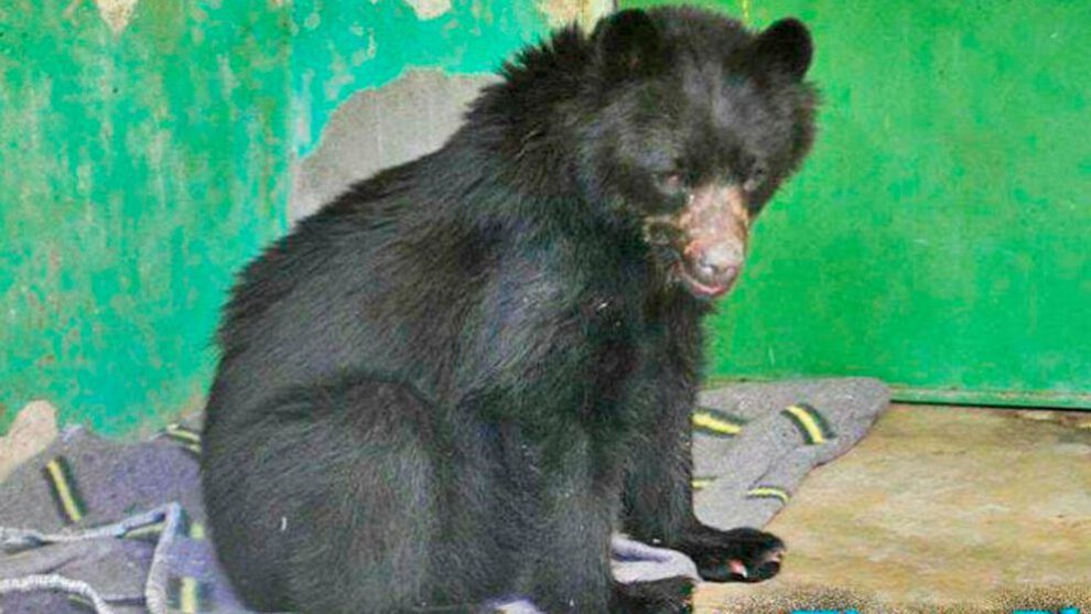 Oso Ajayu tras su rescate