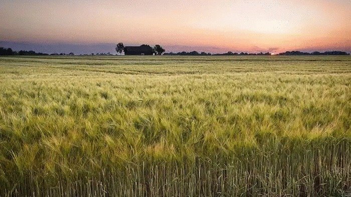 Imagen que refiere a la exportación de cereales en Bolivia