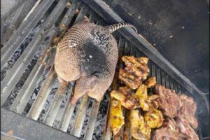 Churrasco con carne de armadillo en oficinas de Medio Ambiente