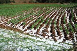 Fuertes heladas afectan cultivos en al menos 16 municipios