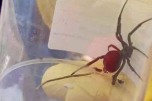 Picadura de araña viuda negra en Oruro