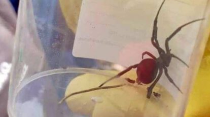 Picadura de araña viuda negra en Oruro