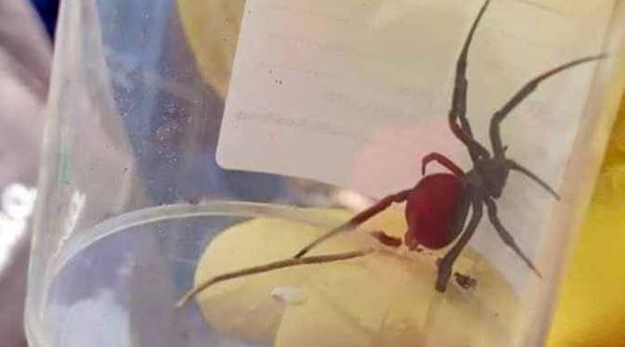 Picadura de araña viuda negra en Oruro