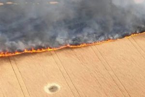 Seguridad alimentaria mundial en riesgo por quema de campos de trigo en Ucrania