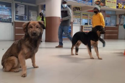 Viajar con mascotas en la terminal de buses Oruro