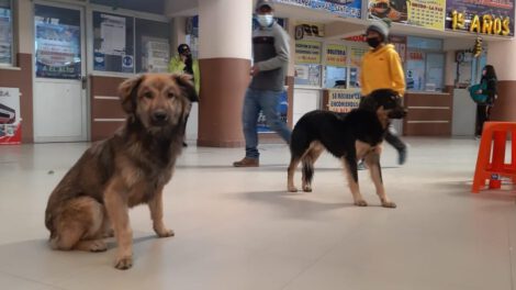 Viajar con mascotas en la terminal de buses Oruro