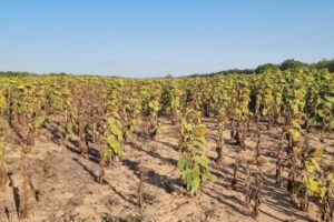 Sequía y heladas afectan producción de granos en Santa Cruz